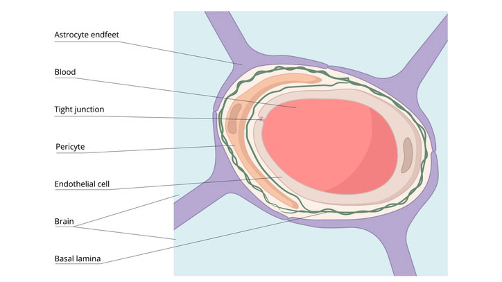 blood-brain-barrier